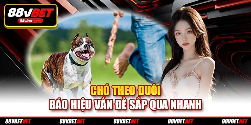 Chó theo đuôi báo hiệu vấn đề sắp qua nhanh Chó theo đuôi báo hiệu vấn đề sắp qua nhanh
